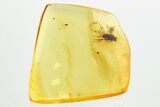 Fossil Fly (Dolichopodidae) and Thrip (Thysanoptera) In Amber #357701-1